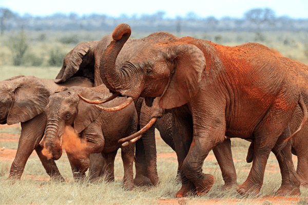 Tsavo East Two-Day Safari